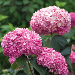                    Hydrangea arborescens Pink Annabelle